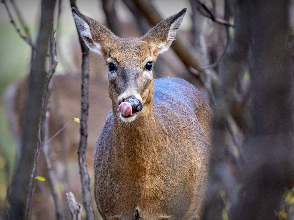 Canada spent $12M on deer cull, but hunters say they'd do it for free ...