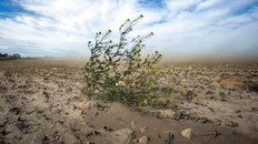 Dirt blows off an open field.