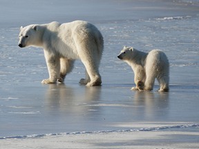 Gold Star Canadian Tours offers polar bear excursions