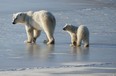 Gold Star Canadian Tours offers polar bear excursions