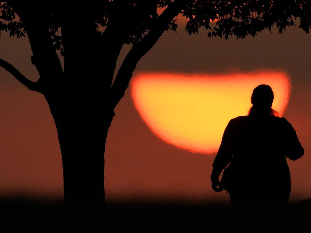 NextImg:Hot history: Tree rings show that last northern summer was the warmest since year 1