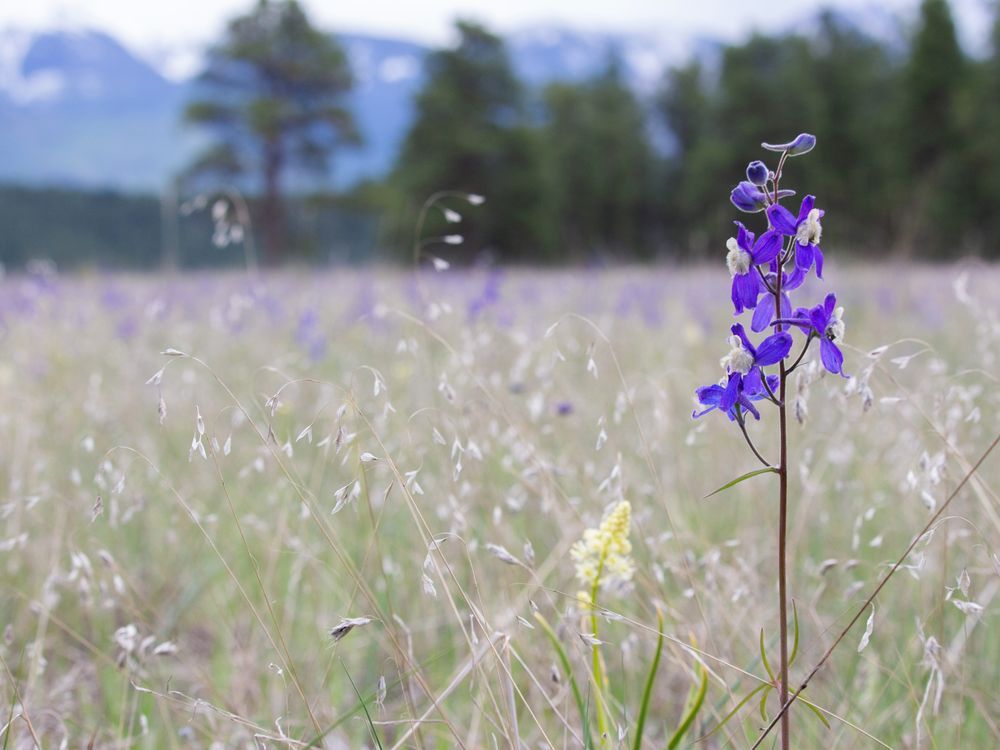 NextImg:Nature Conservancy of Canada buys B.C. grasslands for new conservation area