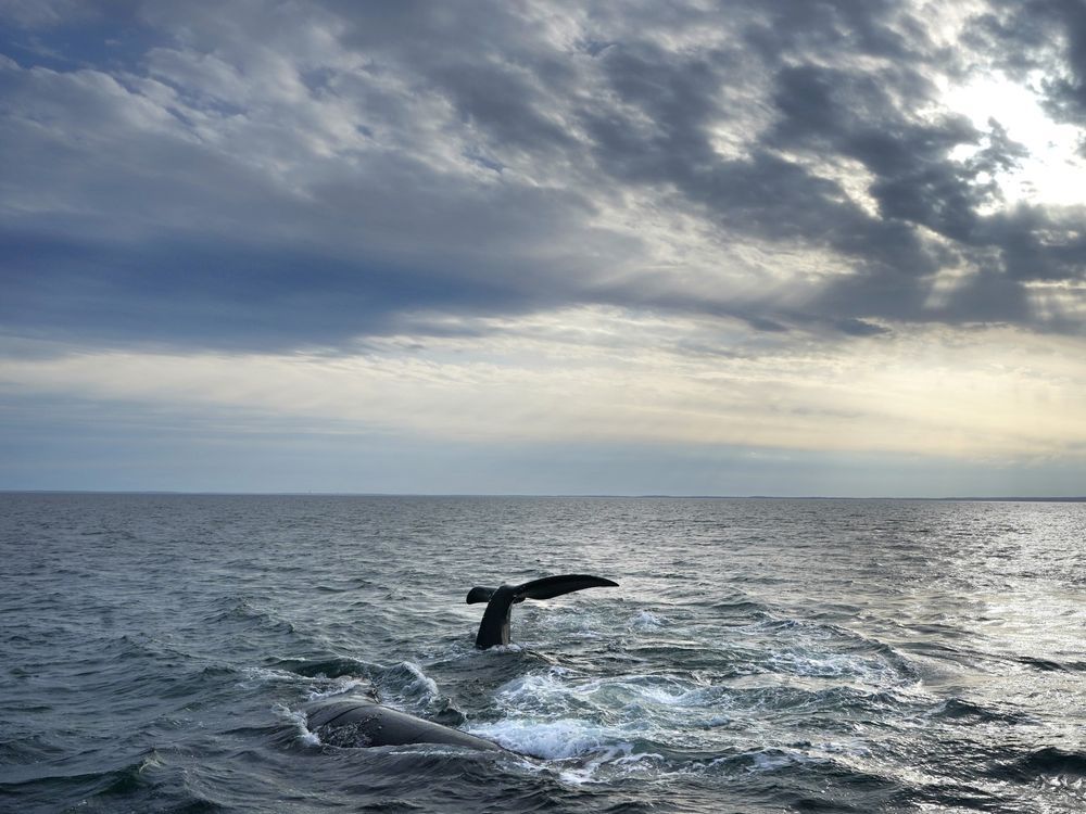 NextImg:Entangled right whale spotted off New Brunswick with fishing gear stuck in its mouth