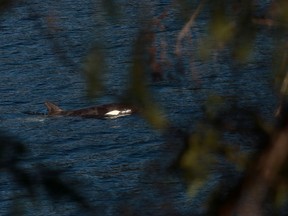 A reported sighting of an orca pod off Vancouver Island near where an orphan killer whale is spending her time after escaping from a lagoon has an expert expressing caution and downplaying a possible family reunion. A two-year-old female orca calf, named kwiisahi?is, or Brave Little Hunter, by the Ehattesaht First Nation, is spotted at the Little Espinosa Inlet near Zeballos, B.C., Friday, April 19, 2024.