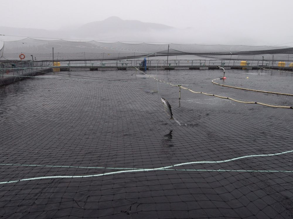 NextImg:B.C. First Nation to reactivate judicial review of DFO's salmon farm virus policy