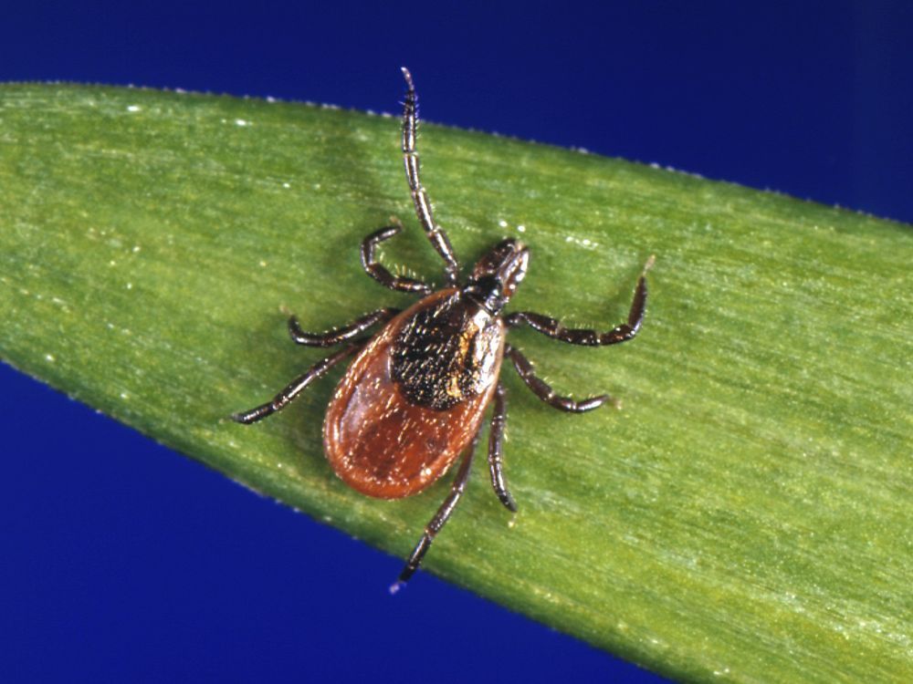 NextImg:As Canada warms, infectious disease risks spread north