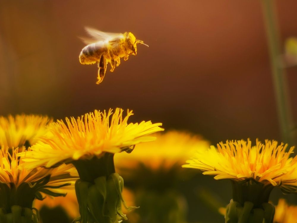 NextImg:Colby Cosh: Go home, 'Save the Bees' crowd — there was never a Beepocalypse