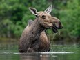 A female moose standing in water.