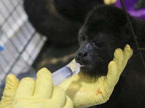 A veterinarian feeds a young howler monkey rescued amid extremely high temperatures in Tecolutilla, Tabasco state, Mexico, Tuesday, May 21, 2024. Dozens of howler monkeys were found dead in the Gulf coast state while others were rescued by residents who rushed them to a local veterinarian.
