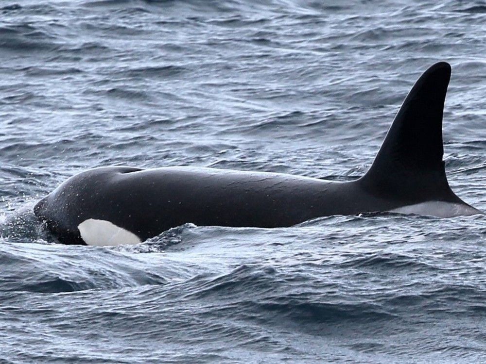 NextImg:Orcas aren’t attacking boats — they’re just playful teens, scientists say