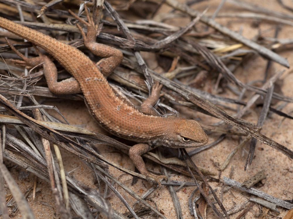 NextImg:New endangered listing for rare lizard could slow oil and gas drilling in New Mexico and West Texas