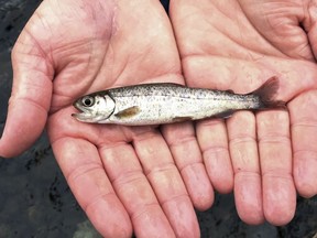 FILE - A juvenile coho salmon is held by a fish biologist at the Lostine River, March 9, 2017, in Lostine, Ore. The number of fish on the government's overfishing list sunk to a new low in 2023, a sign of healthy U.S. fisheries, federal officials said.