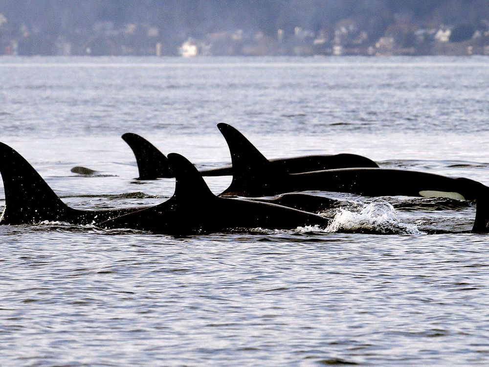 NextImg:Montreal-based startup gets $850,000 to protect whales with AI