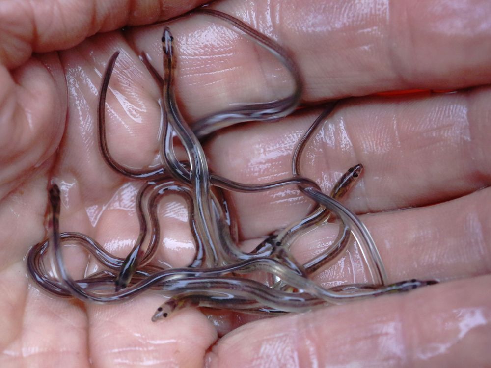 NextImg:Nova Scotia fisher says Toronto airport elver seizure welcome _ and long overdue