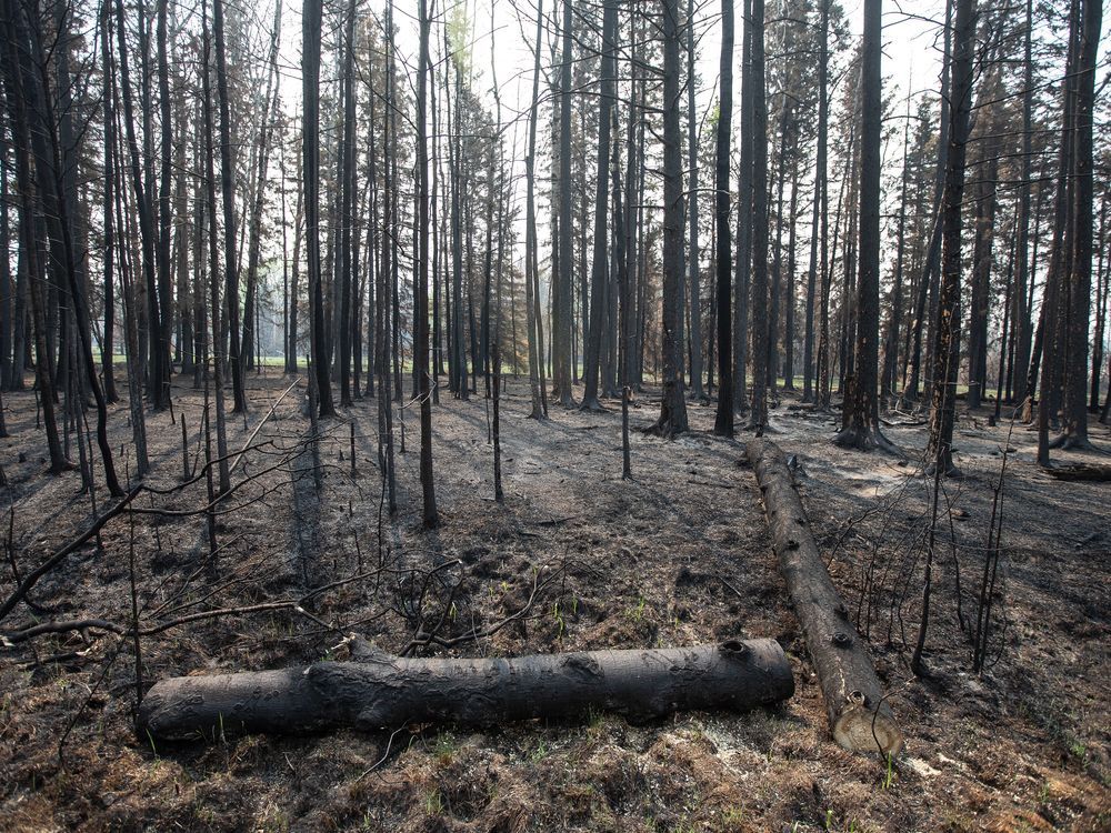 NextImg:Start of wildfire season better than last year, but risk is high as drought continues