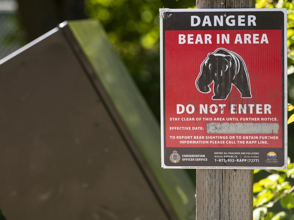NextImg:Bear that attacked B.C. woman won’t be put down, officials say
