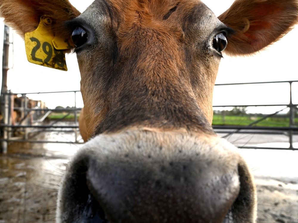 NextImg:N.S. judge cracks countless cow quips after crash where 'chattel met cattle'