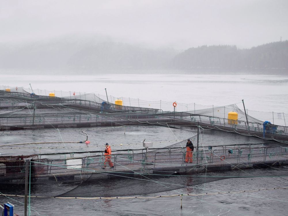 NextImg:Geoff Russ: The Liberal war on fish farming threatens Indigenous livelihoods