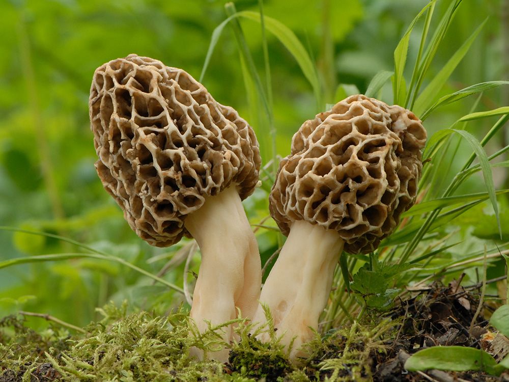 NextImg:How did two people die after eating one of the world's most prized wild mushrooms?