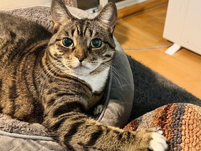 Isabelle the cat