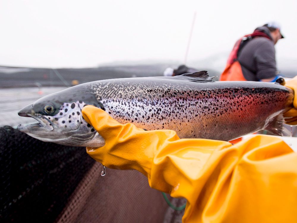 NextImg:John Ivison: Trudeau breaks another promise to First Nations by killing salmon farms, colonial-style