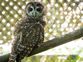 One of the spotted owls at a spotted owl captive breeding program sits on a branch in Langley, B.C. on Wednesday July 27, 2016.