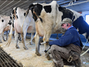 Tollgate farm employee Dave Schillawski milks cows at Tollgate farm on January 17, 2020 in Ancramdale, New York.