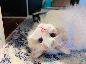 Jaws the cat