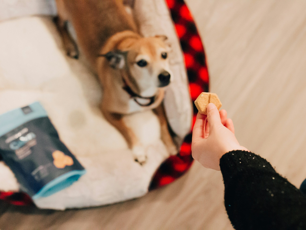 NextImg:Top dog treats for all ages, sizes and breeds