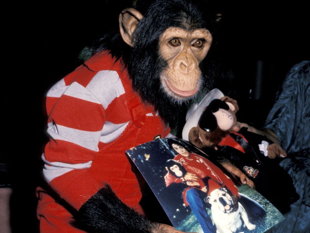 NextImg:Michael Jackson's chimpanzee Bubbles still 'living the good life'
