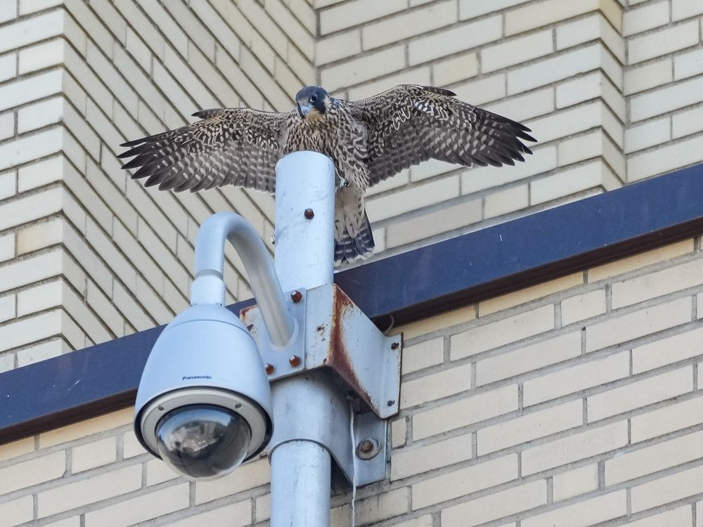 NextImg:Montreal peregrine falcon chicks take first flights into a world full of danger
