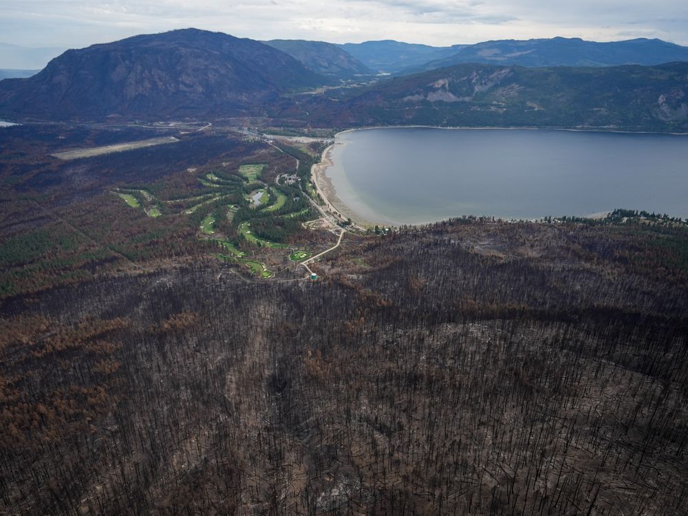 NextImg:B.C. looks into post-fire mushroom picking rush after First Nation reports conflicts