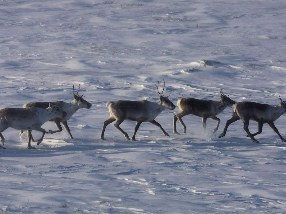 NextImg:B.C. establishes largest provincial park in a decade to protect threatened caribou