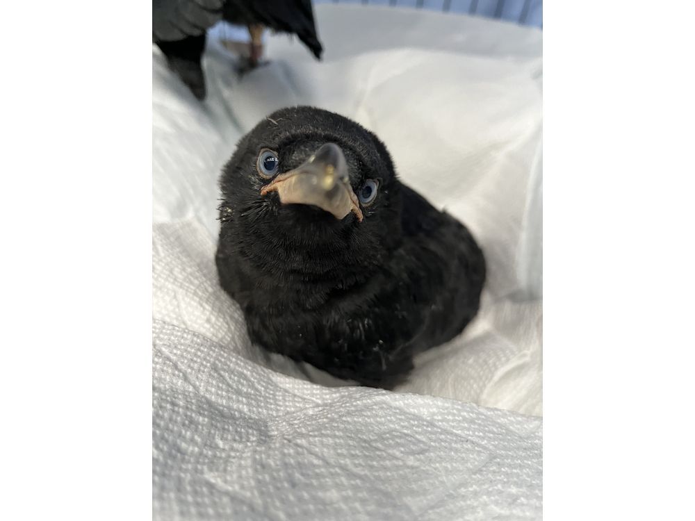 NextImg:See a goofy-looking bird on the ground? It's likely a baby and it's fine, experts say