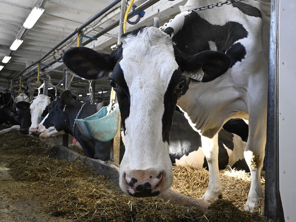 NextImg:Canada aims to protect cattle industry as U.S. avian flu outbreak spreads