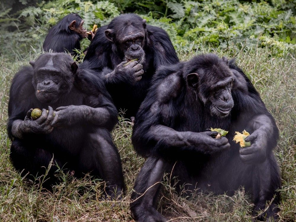 NextImg:Sick and injured chimpanzees seen using the forest as a natural drugstore