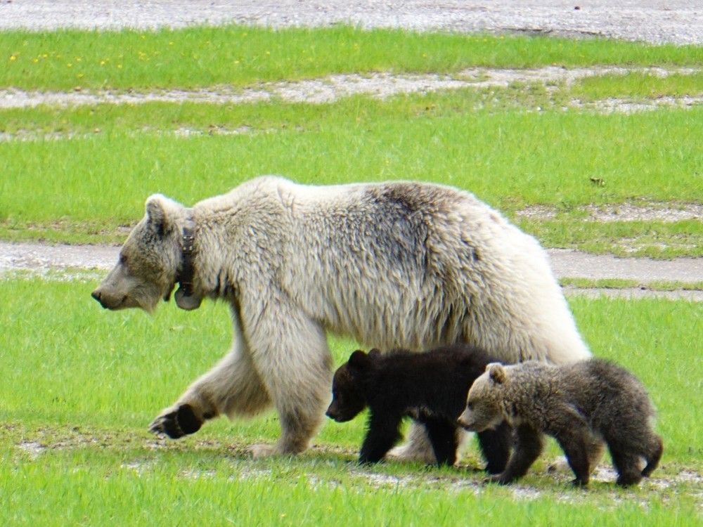 Rare White Grizzly Bear And Two Cubs Killed In Canada In Separate Car ...