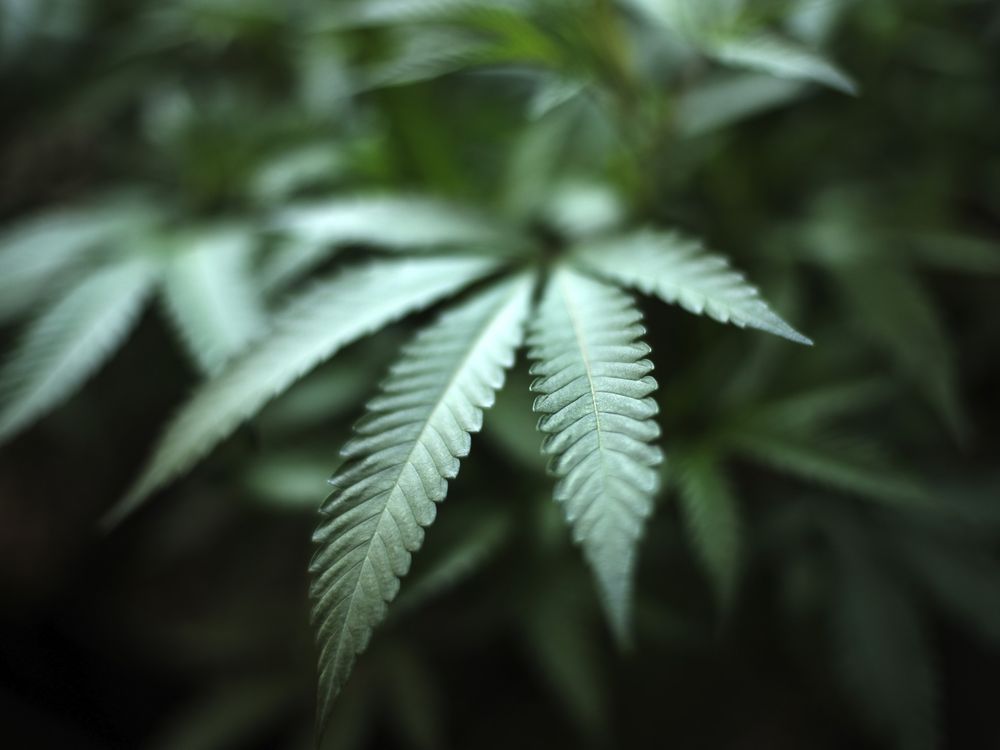 NextImg:Canadian woman in Belfast accused of smuggling over $1M worth of cannabis in luggage