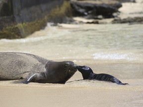 FILE - A Hawaiian monk seal and her newborn pup are seen on a Waikiki beach in Honolulu on June 29, 2017. U.S. officials on Thursday, June 20, 2024, said they fined two Hawaii residents $20,000 for their alleged roles in the fatal mauling of a female Hawaiian monk seal pup by unleashed dogs.