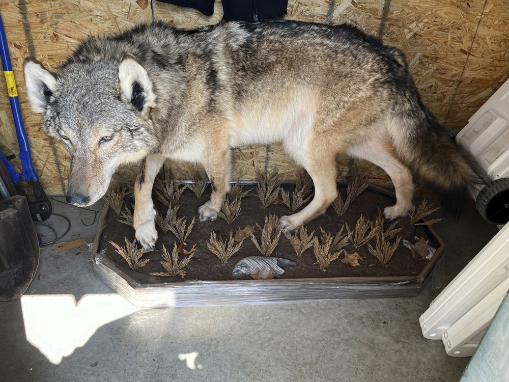 NextImg:A gray wolf was killed in southern Michigan. Experts remain stumped about how it got there.