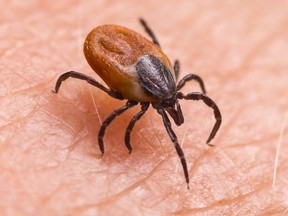 A black-legged tick.