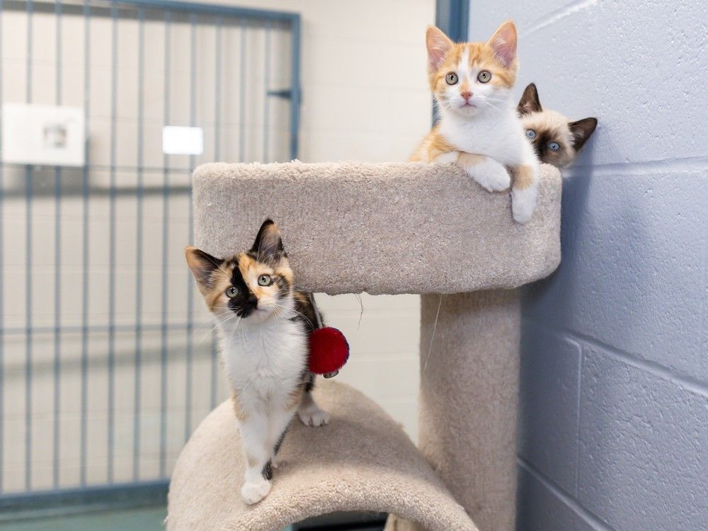 NextImg:What is a cat lady, and why are they making headlines?