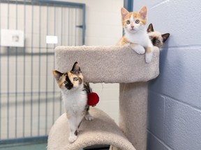 What is a cat lady, and why are they making headlines? What is a cat lady, and why are they making headlines?