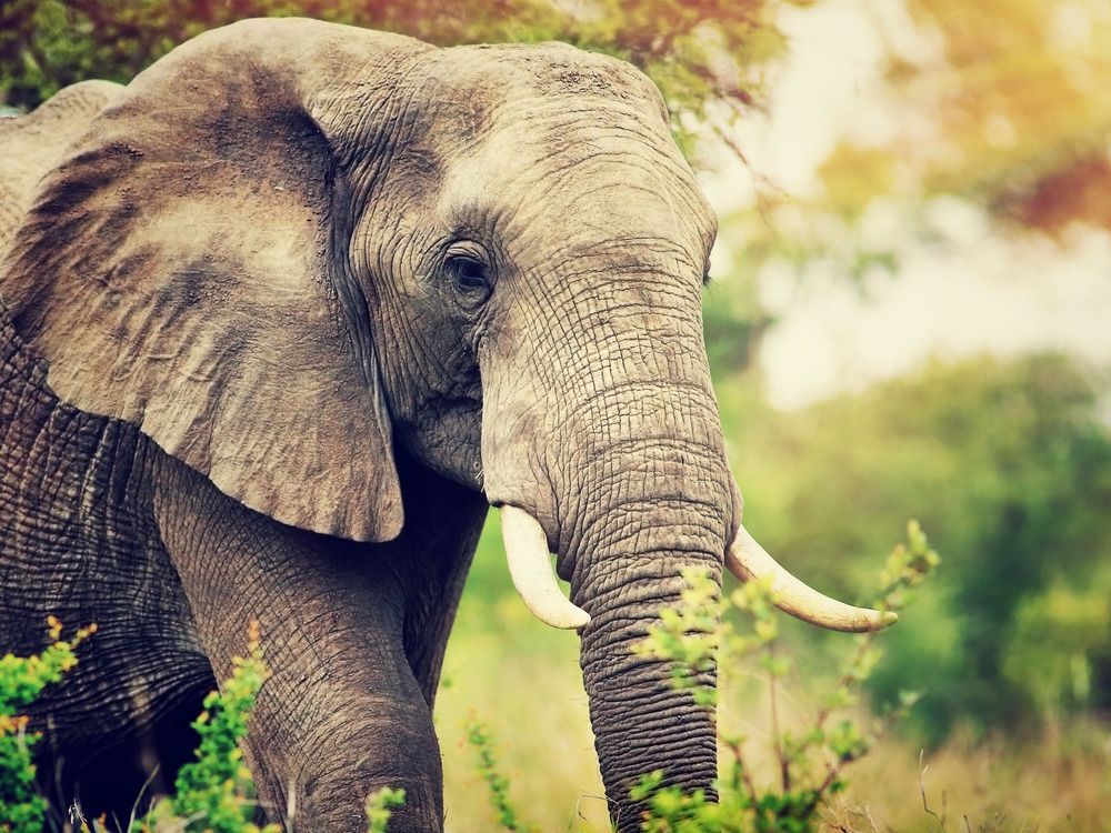 NextImg:Elephants trample Spanish tourist to death after he left car to take photos