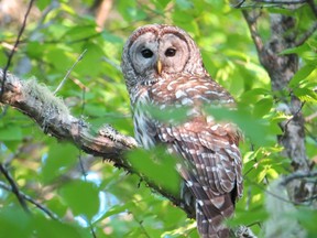 Barred owl resting on tree branch