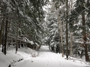 Forest near Charles Spencer's Muskoka cottage.