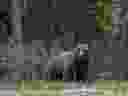 Virginia hunter dies after a bear fell from tree and landed on him Virginia hunter dies after a bear fell from tree and landed on him