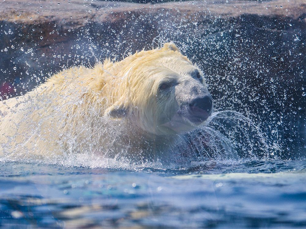 'A huge shock': Polar bear Baffin dies in pool at Calgary Zoo | Grande ...