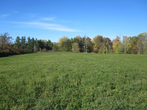 A large field of grass.