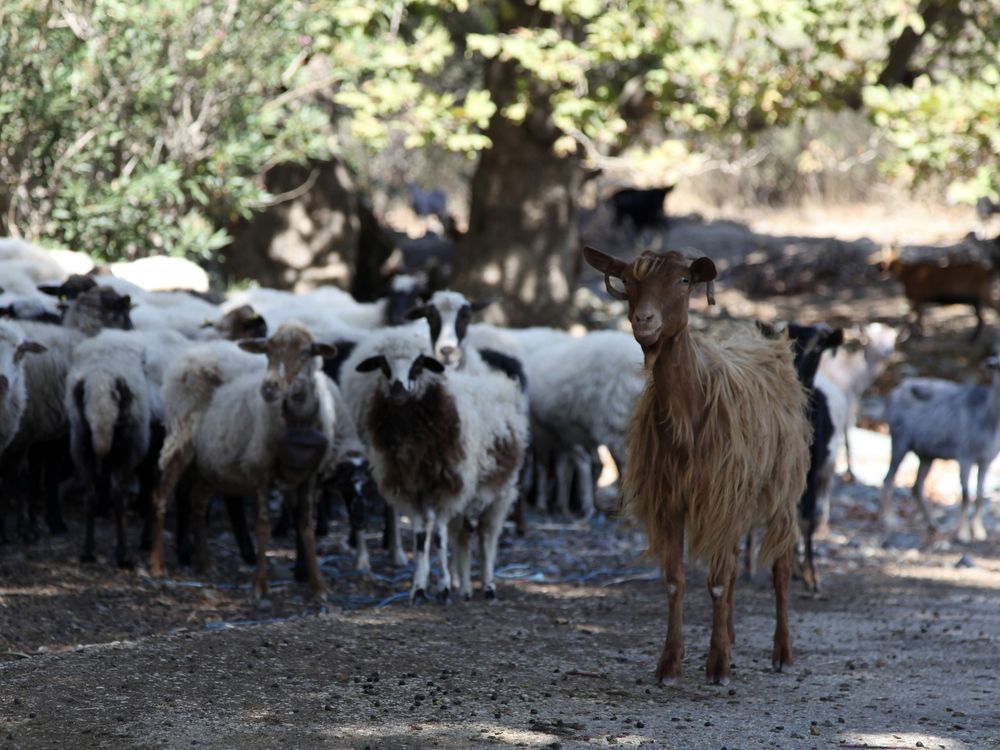 NextImg:Greece orders nationwide restrictions to fight ’goat plague’